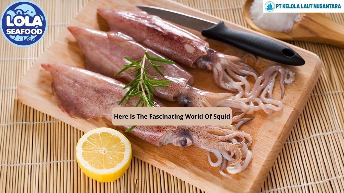 Here Is The Fascinating World Of Squid